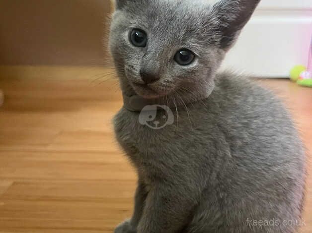 Russian Blue kittens for sale in Grantham, Lincolnshire – 1 year old - Image 2 of 5