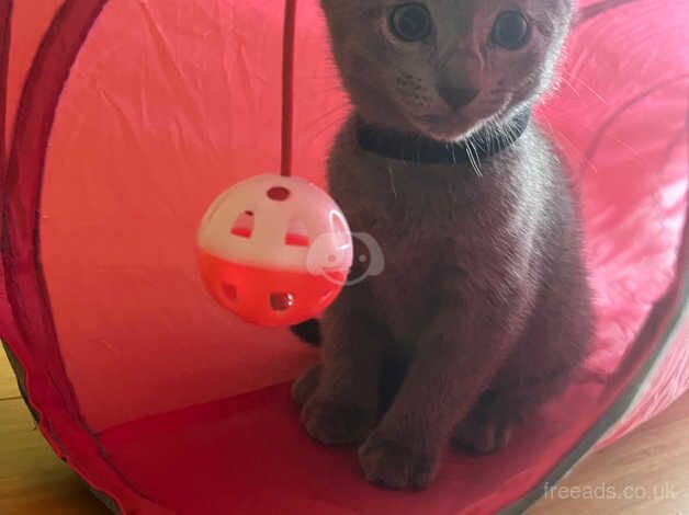 Russian Blue kittens for sale in Grantham, Lincolnshire – 1 year old - Image 3 of 5