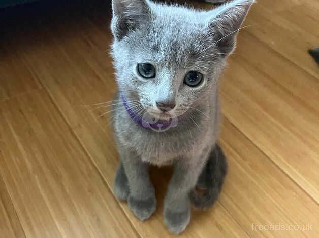 Russian Blue kittens for sale in Grantham, Lincolnshire – 1 year old - Image 4 of 5