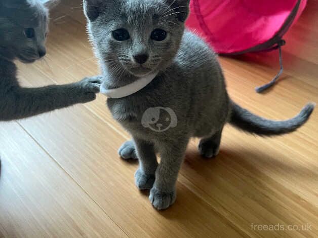 Russian Blue kittens for sale in Grantham, Lincolnshire – 1 year old - Image 5 of 5