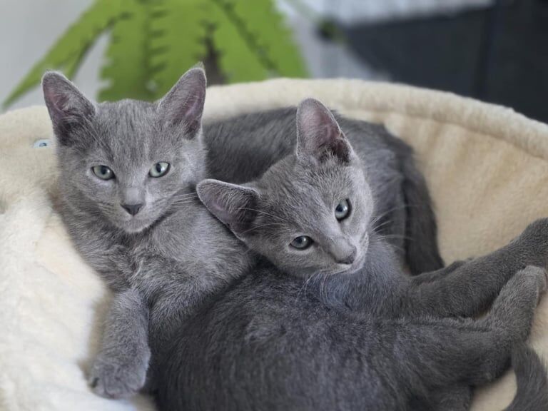 Pure Pedigree Russian blue kittens, London for sale in Peckham, Greater London