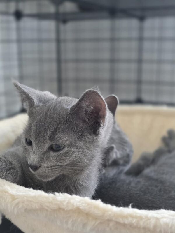 Pure Pedigree Russian blue kittens, London for sale in Peckham, Greater London - Image 2