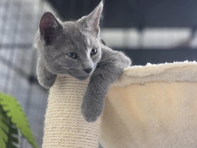 Pure Pedigree Russian blue kittens, London for sale in Peckham, Greater London | Image 3