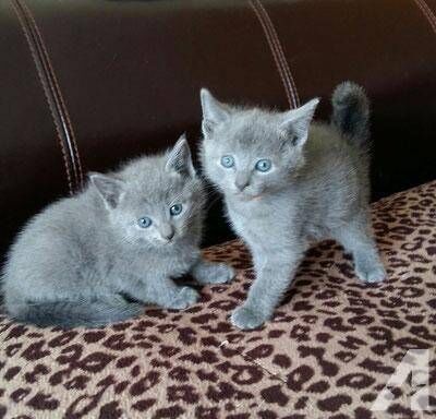 Pure pedigree TICA registered Russian blue kittens for sale in Brentwood, Essex