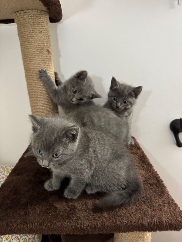Russian Blue kittens for sale in Barnet, Greater London – 5 weeks old