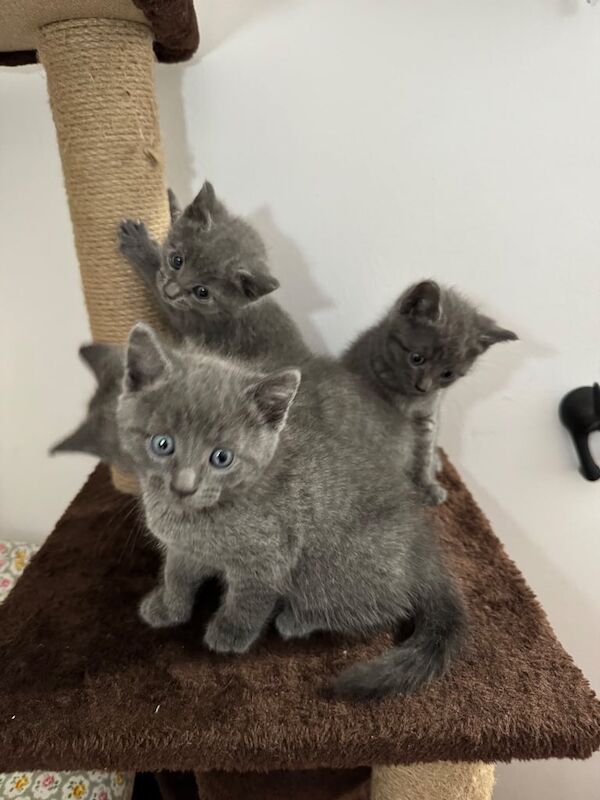Russian Blue kittens for sale in Barnet, Greater London – 5 weeks old - Image 2 of 3