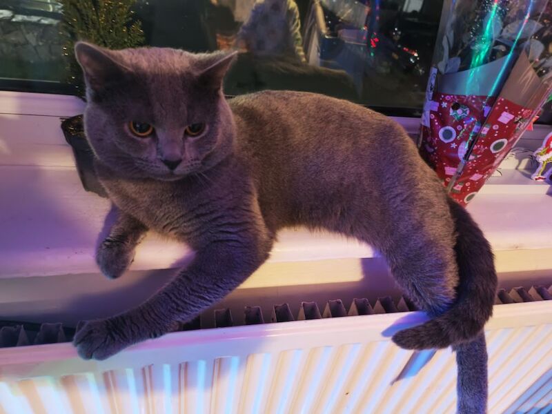 Pure Russian blue female kittens for sale in Tremadog, Gwynedd