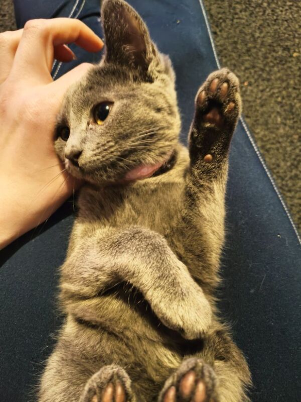 Pure Russian blue female kittens for sale in Tremadog, Gwynedd | Image 2