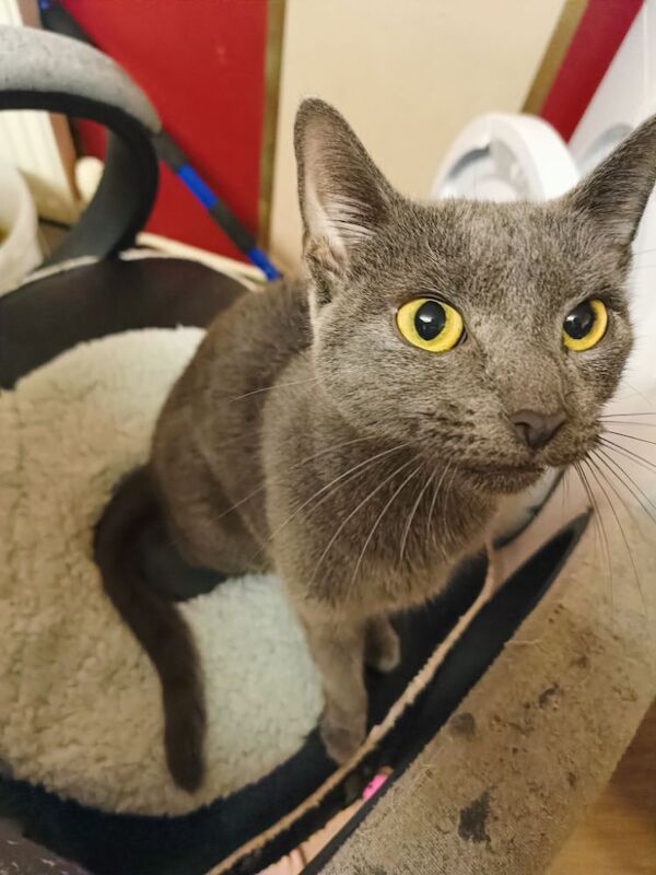 Pure Russian blue female kittens for sale in Tremadog, Gwynedd | Image 3