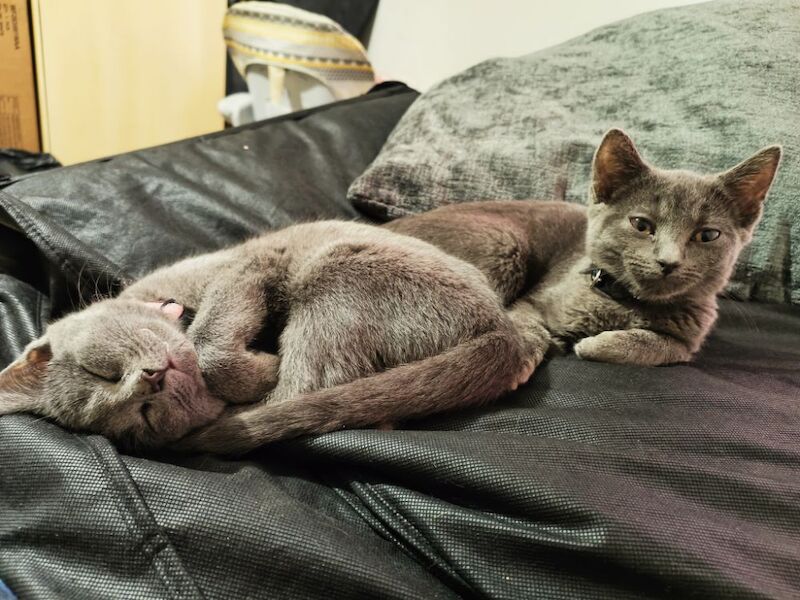 Pure Russian blue female kittens for sale in Tremadog, Gwynedd | Image 4