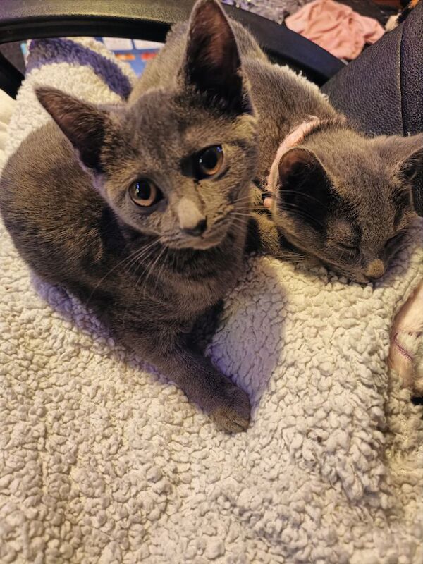 Pure Russian blue female kittens for sale in Tremadog, Gwynedd - Image 5