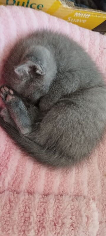 Pure russian blue kittens for sale in Aberdeen, City of Aberdeen