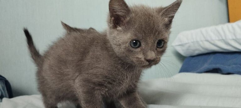 Pure russian blue kittens for sale in Aberdeen, City of Aberdeen | Image 2