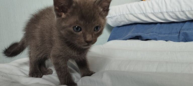Pure russian blue kittens for sale in Aberdeen, City of Aberdeen | Image 3