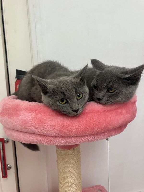 Russian Blue kittens for sale in Leytonstone, Greater London – 3 months old