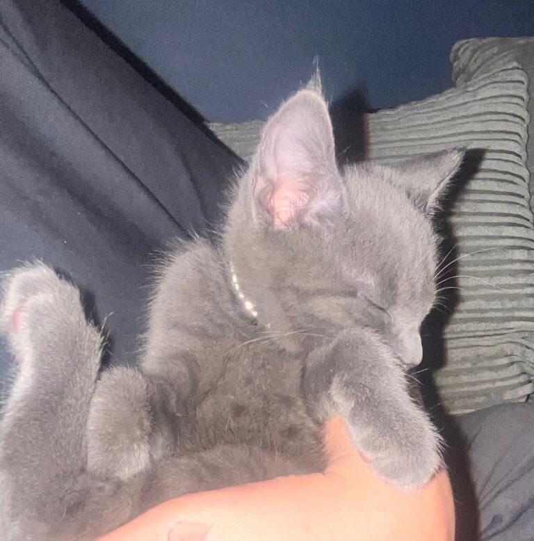 Rare Russian Blue x Chausie Kitten — London — £1000 - Image 4 of 6