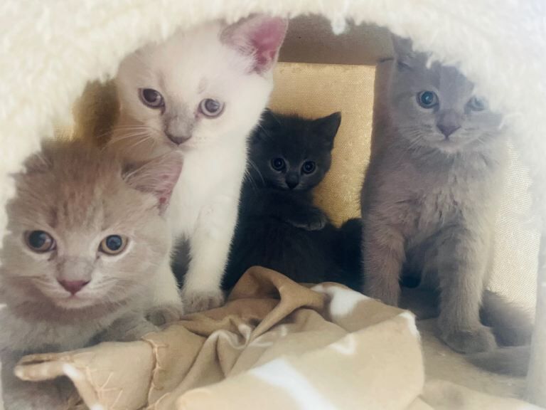 Ready Friday Russian Blue/British Shorthair kittens