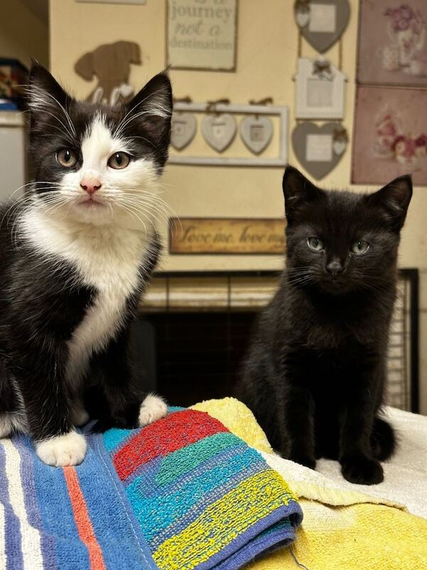 Russian Blue kittens for sale in Godstone, Surrey – 3 months old - Image 2 of 4