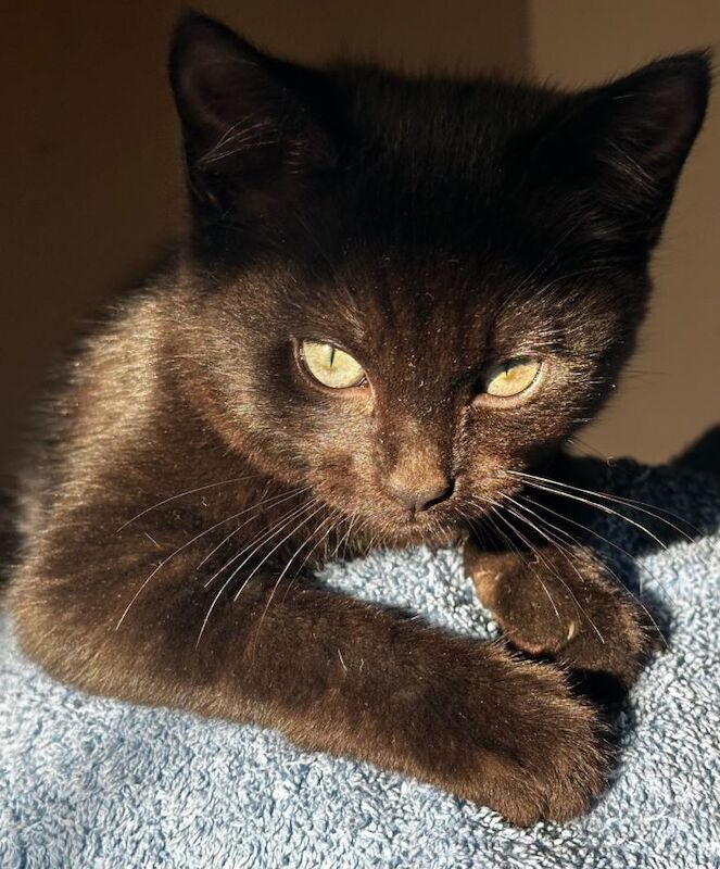 Russian Blue kittens for sale in Godstone, Surrey – 3 months old - Image 3 of 4