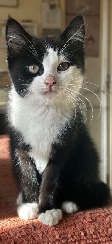 Russian Blue kittens for sale in Godstone, Surrey – 3 months old - Image 4 of 4