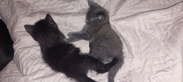 Russian Blue for sale in Tottenham, Greater London