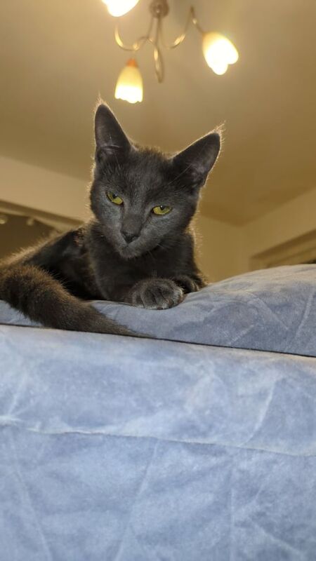 Russian Blue kittens for sale in Luton, Bedfordshire – 8 months old