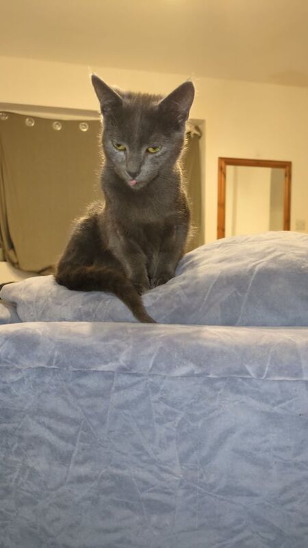 Russian Blue kittens for sale in Luton, Bedfordshire – 8 months old - Image 2 of 2