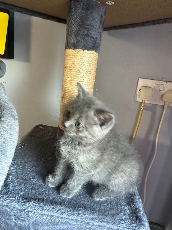 Russian Blue kittens for sale in Lurgan, County Armagh – 6 weeks old