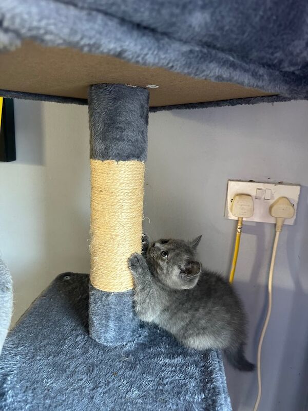 Russian Blue kittens for sale in Lurgan, County Armagh – 6 weeks old - Image 2 of 4