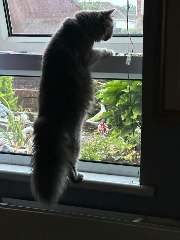 Russian Blue kittens for sale in Lurgan, County Armagh – 6 weeks old - Image 3 of 4