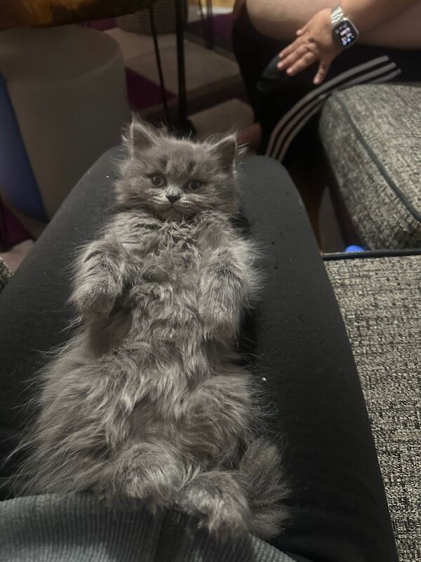 Russian Blue kittens for sale in Lurgan, County Armagh – 6 weeks old - Image 4 of 4