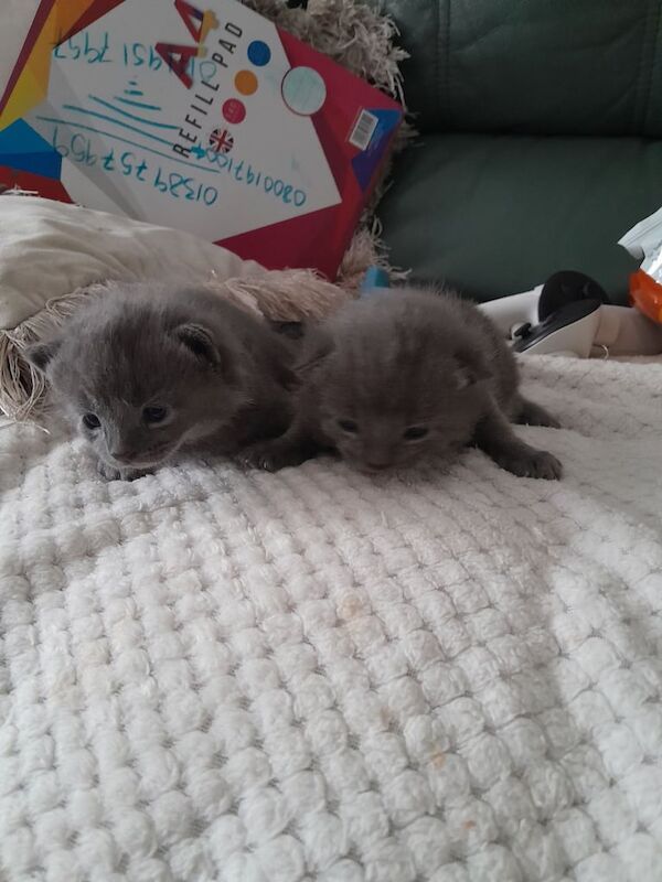 Russian blue babies for sale in Dumbarton, Dunbartonshire