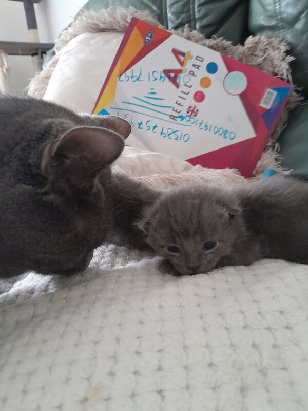 Russian blue babies for sale in Dumbarton, Dunbartonshire | Image 2