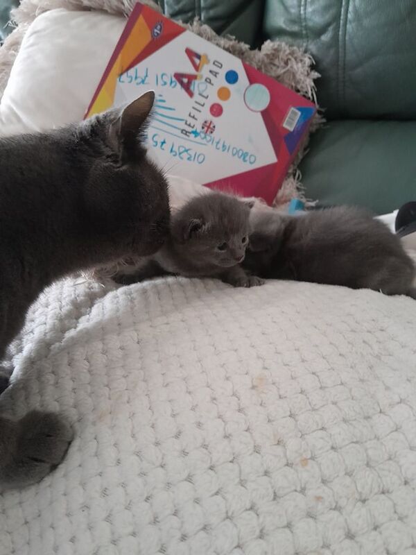 Russian blue babies for sale in Dumbarton, Dunbartonshire | Image 3