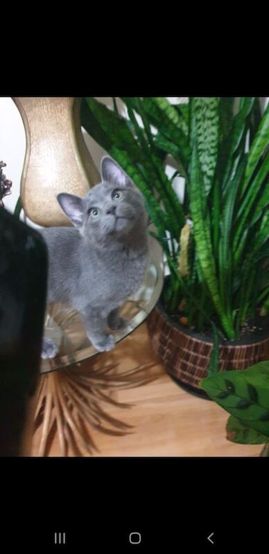 Russian blue boy kitten for sale in Margate, Kent