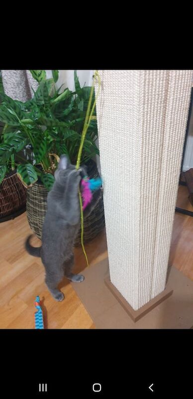 Russian blue boy kitten for sale in Margate, Kent | Image 2