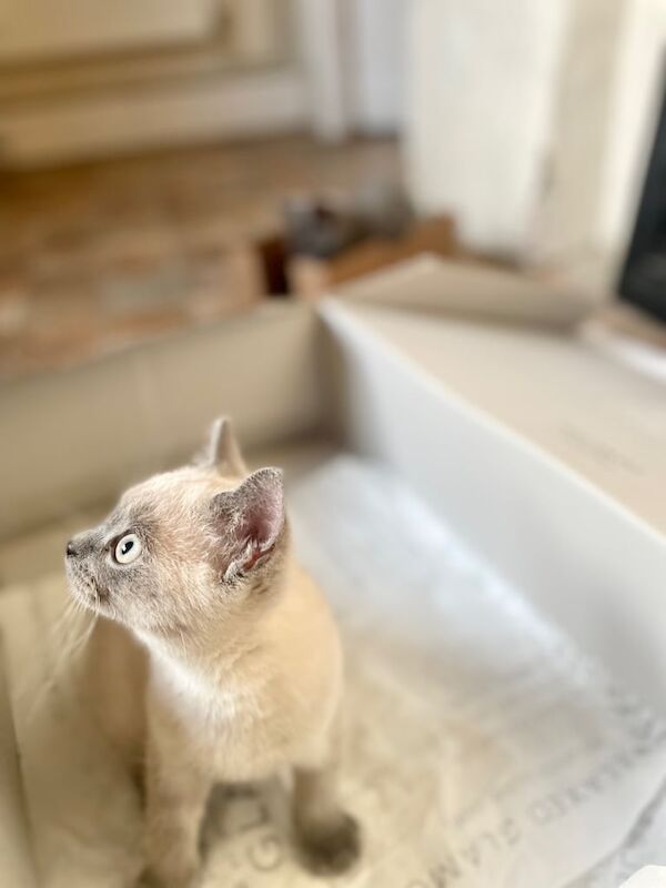 Russian Blue kittens for sale in Wimborne Minster, Dorset – 11 weeks old