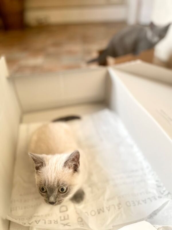 Russian Blue kittens for sale in Wimborne Minster, Dorset – 11 weeks old - Image 2 of 3
