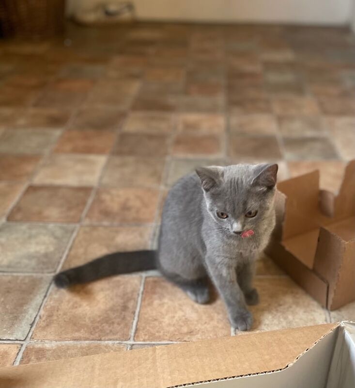 Russian Blue kittens for sale in Wimborne Minster, Dorset – 11 weeks old - Image 3 of 3