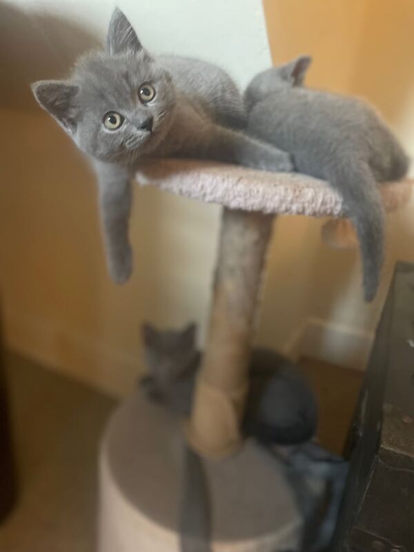 Russian Blue kittens for sale in Wimborne Minster, Dorset – 10 weeks old