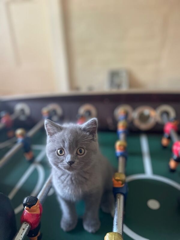 Russian Blue kittens for sale in Wimborne Minster, Dorset – 10 weeks old - Image 2 of 3