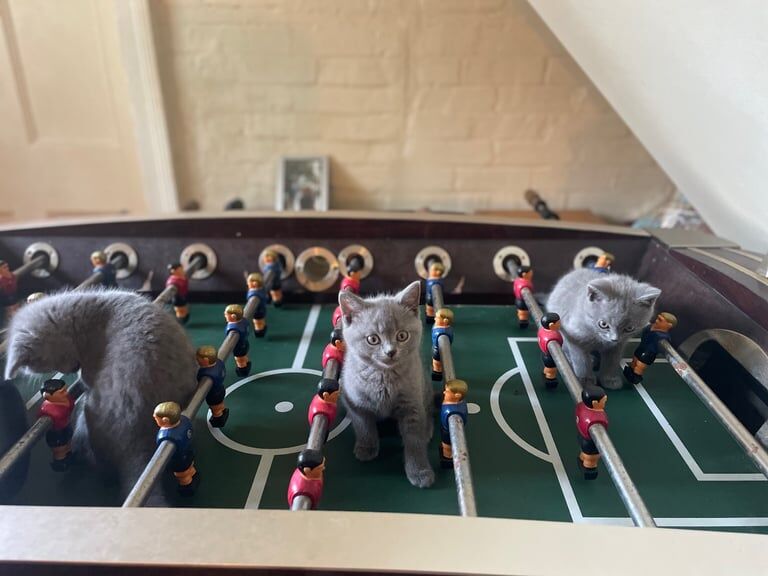 Russian Blue kittens for sale in Wimborne Minster, Dorset – 10 weeks old - Image 3 of 3