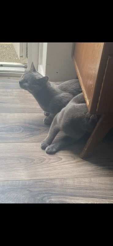 Russian Blue kittens for sale in South East London, London – 4 months old