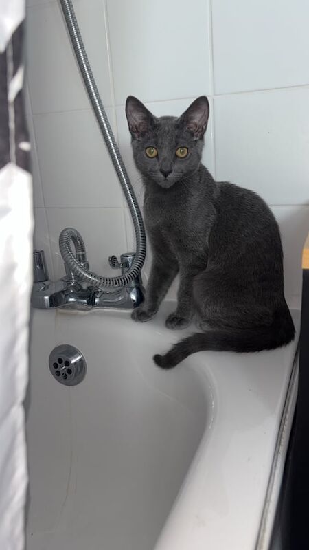 Russian Blue kittens for sale in South East London, London – 4 months old - Image 2 of 3