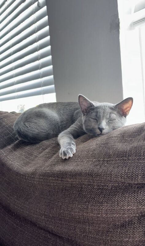 Russian Blue kittens for sale in South East London, London – 4 months old - Image 3 of 3