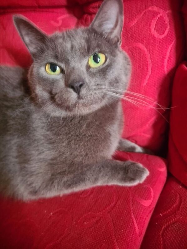 Russian Blue kittens for sale in Stoke-on-Trent, Staffordshire – 1 year old
