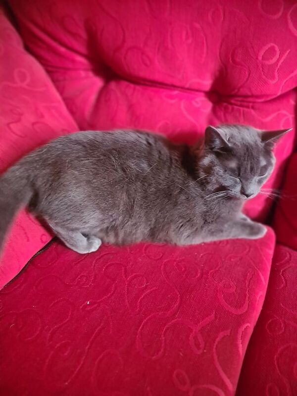 Russian Blue kittens for sale in Stoke-on-Trent, Staffordshire – 1 year old - Image 2 of 3
