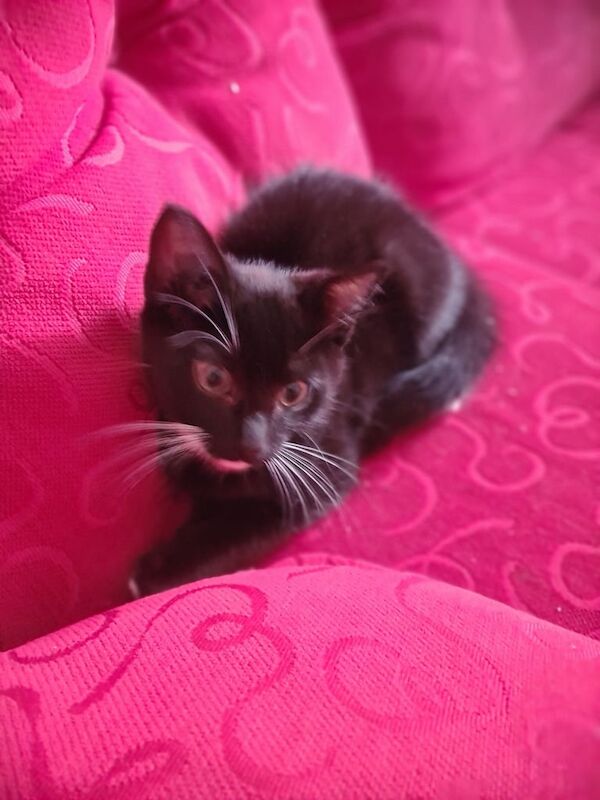 Russian Blue kittens for sale in Stoke-on-Trent, Staffordshire – 1 year old - Image 3 of 3