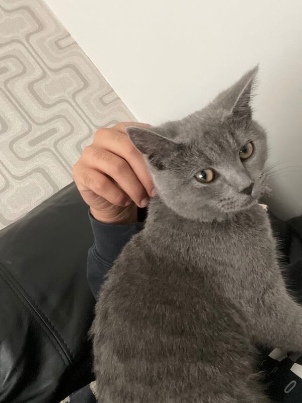 Russian Blue cat for sale in Alum Rock, West Midlands