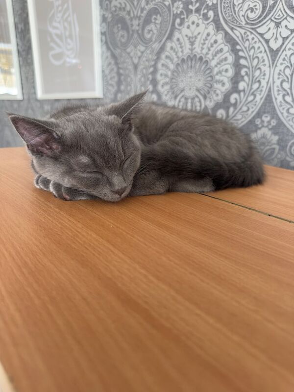 Russian Blue kittens for sale in Isle of Dogs, Greater London – 3 months old